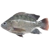 Ikan Nila Hitam